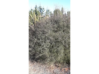 Plagianthus divaricatus Plagianthus divaricatus
